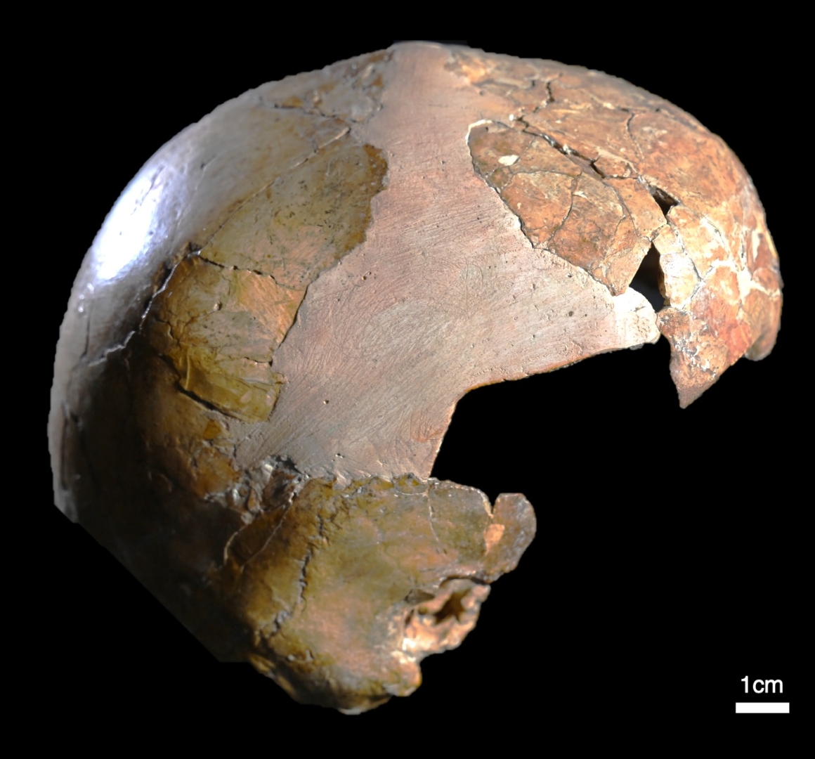 A photograph of the Skhul I braincase against a black background.