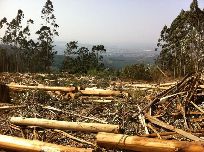 The MTB Worlds courses run through a tree plantation. Here is where some logging recently occurred.