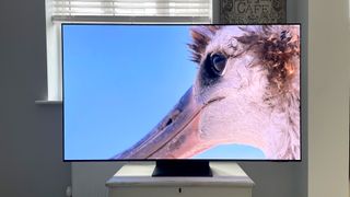 The Samsung QE65S95D QD-OLED TV from the front showing a close-up of the side of a bird's face.