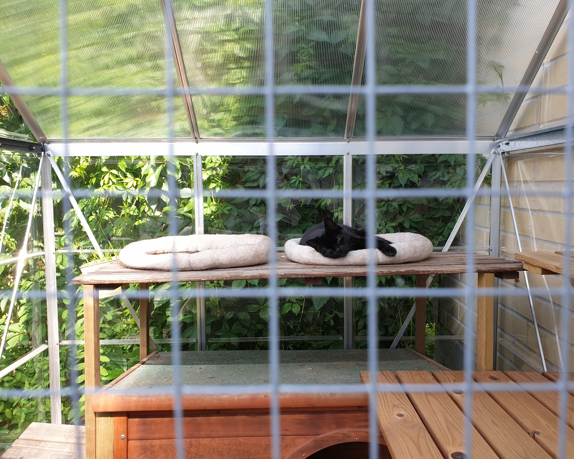 cat inside a catio