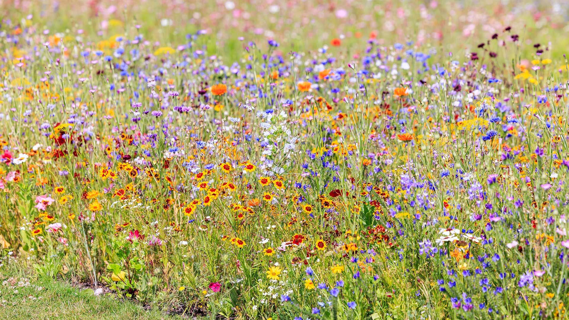 Experts say wildflowers are the garden border hero of 2024 | Woman & Home