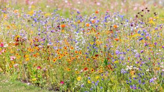 colourful wildflowers at RHS Wisley