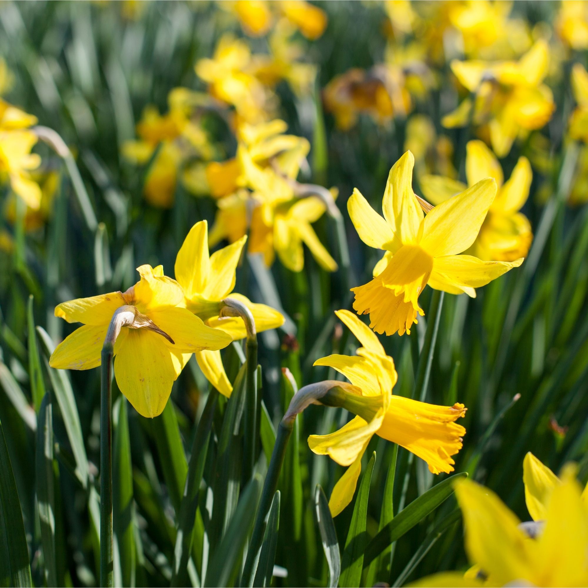 Yellow daffodils growing in garden