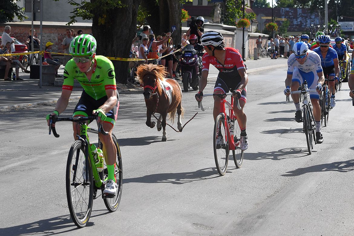 A pony in among the pack at the Tour de Pologne