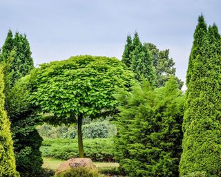 mix of evergreen trees in a garden