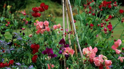 sweet peas growing up a tripod support in a garden