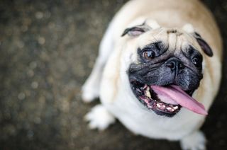 How to help your obese dog lose weight