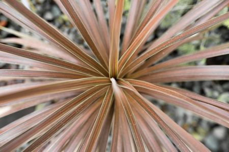 Red Star Dracaena Plant