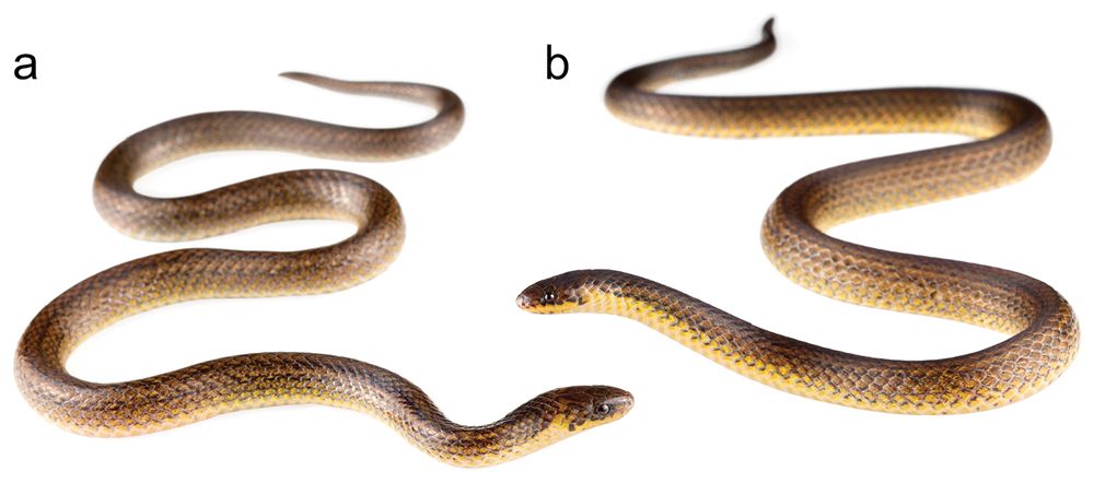 Shhh: A Gallery of Secretive Ground Snakes | Live Science