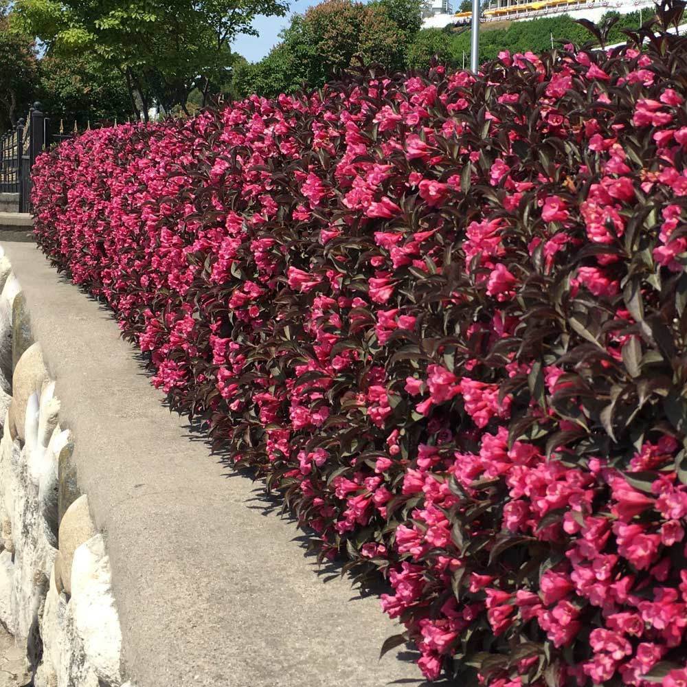 Wine & Roses® Weigela