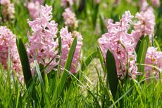 Blooming Hyacinth Flowers