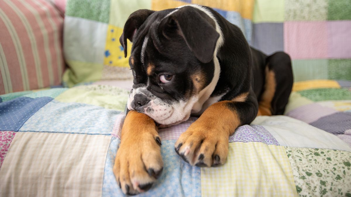 Shy dog muzzling his mouth into his paw