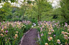 A tribute to Giverny: Iris ‘Benton Lorna’ and I. ‘Benton Deirdre’, chosen for matching heights, colour and flowering times. Thomas Hoblyn's garden, Suffolk. ©Richard Bloom