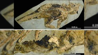 A Psittacosaurus fossil (top), housed at the Senckenberg Museum of Natural History in Germany, has preserved skin, pigmentation and the first, and only known, cloacal vent (bottom).