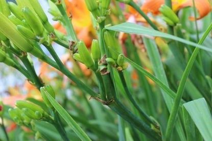 Daylily Buds