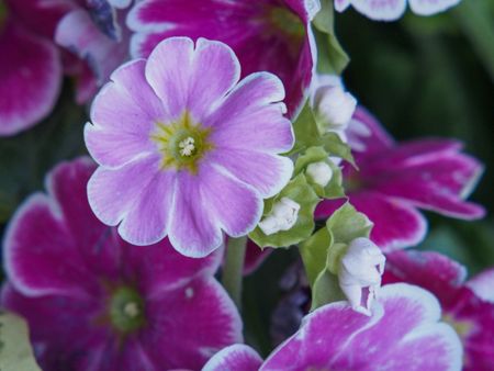 Pink-White German Primula Obonica Plants