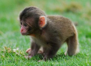 Cute Alert! Monkey Baby Boom Hits Scottish Zoo | Live Science