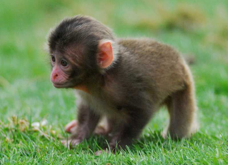 Cute Alert! Monkey Baby Boom Hits Scottish Zoo | Live Science