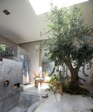 Olive tree growing in a hotel room