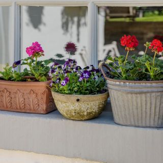 A closeup of potted flowers on the windowsill, including geraniums and pelargoniums