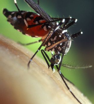 Asian tiger mosquitoes are an invasive species in North America, but with some help from climate change, their presence may help exotic diseases spread on this continent. 