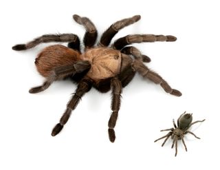 Compare the largest and the smallest tarantula species in the United States: adult females of Aphonopelma anax (L) from Texas and Aphonopelma paloma (R) from Arizona.