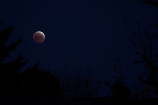Skywatcher Joe Wiggins snapped this photo of the April 4 total lunar eclipse from his front yard on a cold, cloudless morning in Centennial, Colorado.