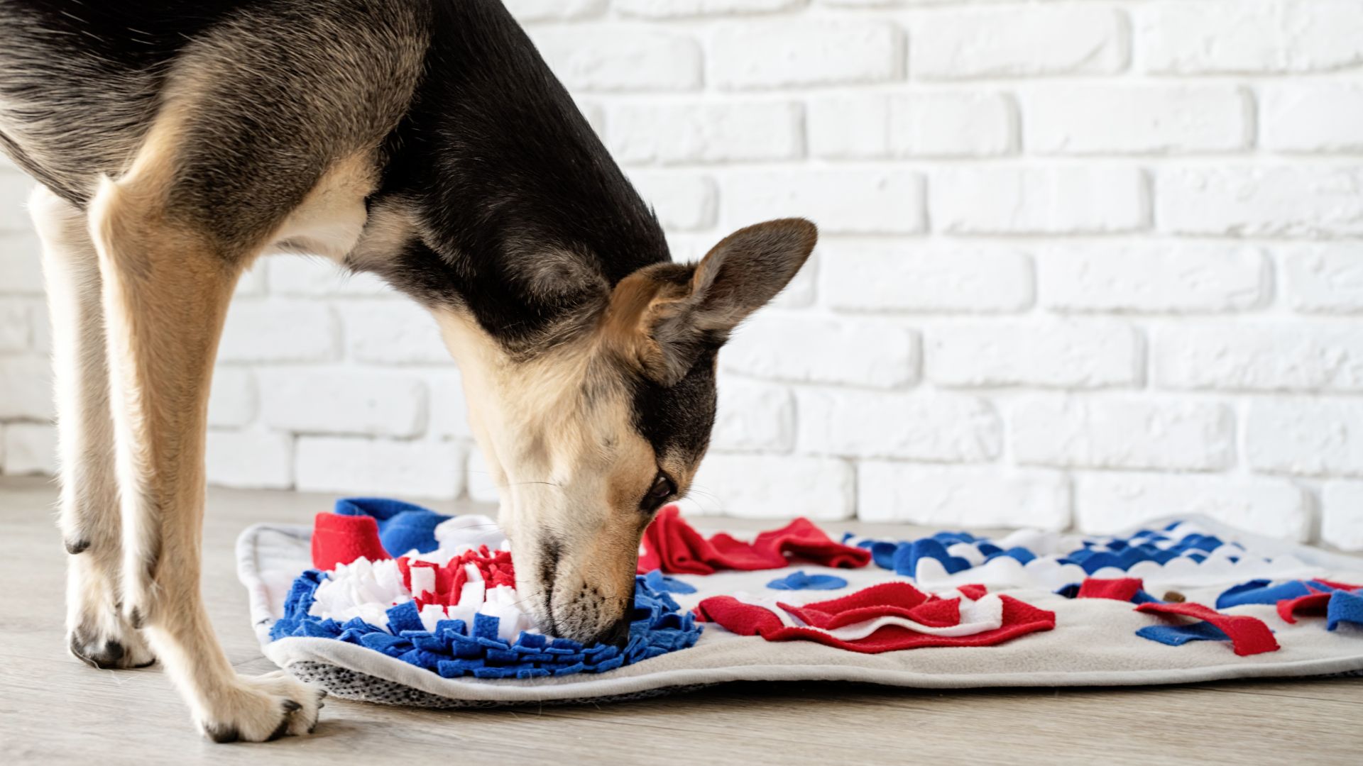 dog playing with snuffle mat