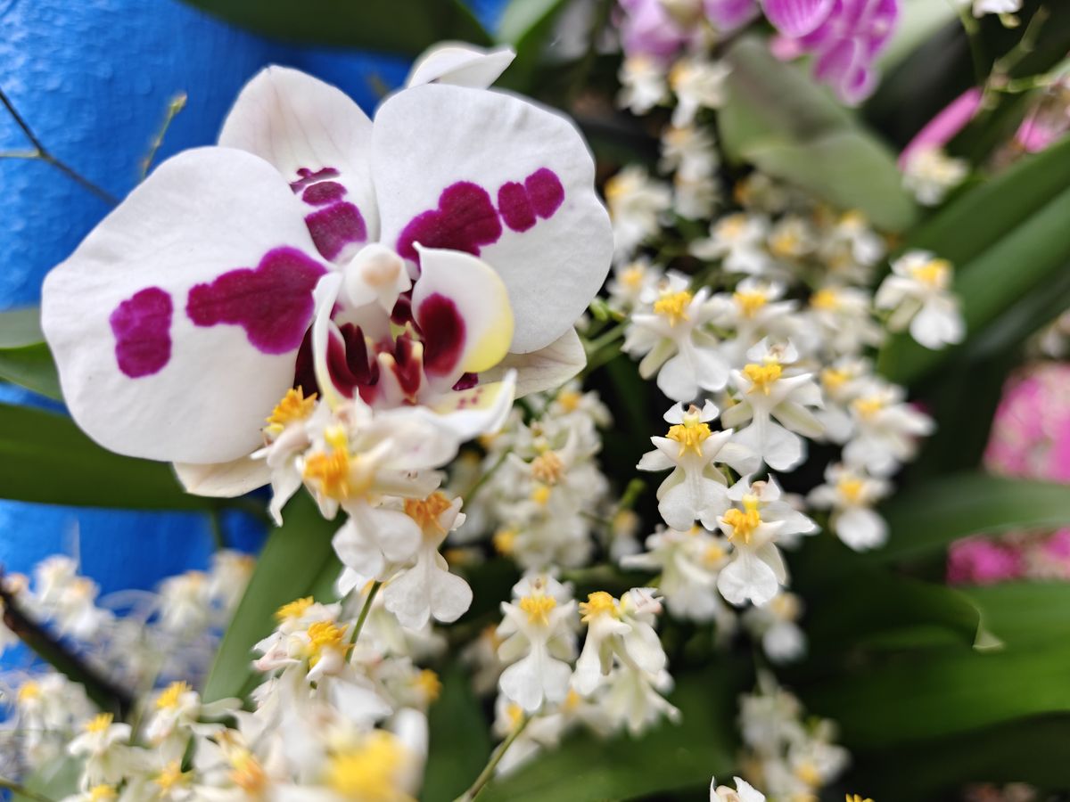 A phalaenopsis orchid behind dancing lady orchids at the New York Botanical Garden