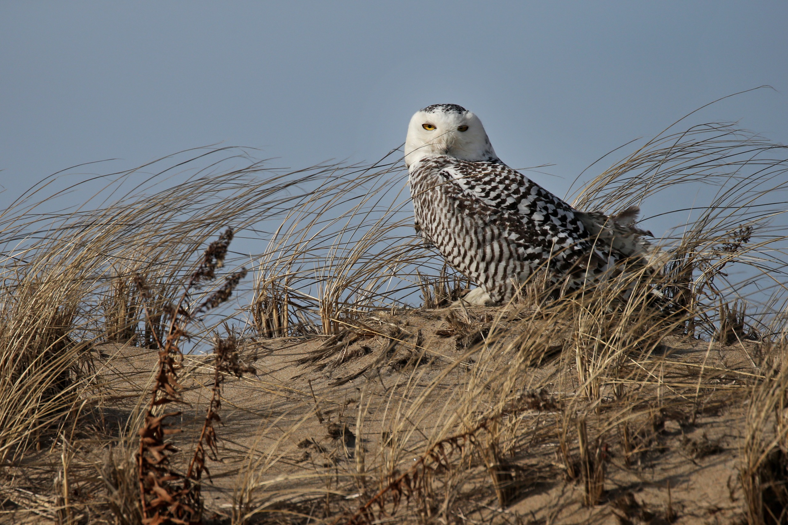 A snowy owl at the Parker River National Wildlife Refuge