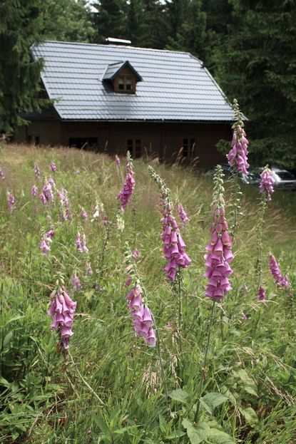 Tall Foxglove Plants