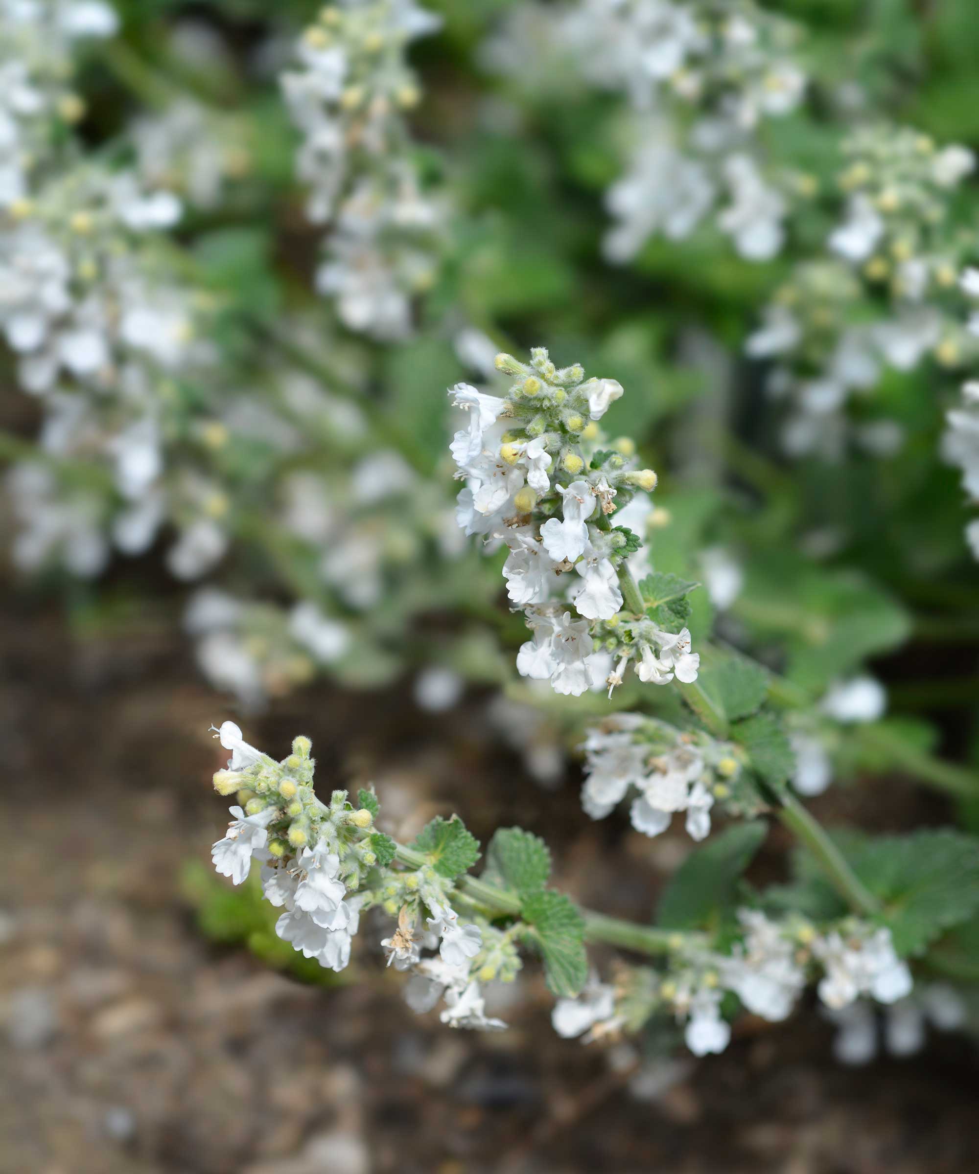 white flowering nepeta
