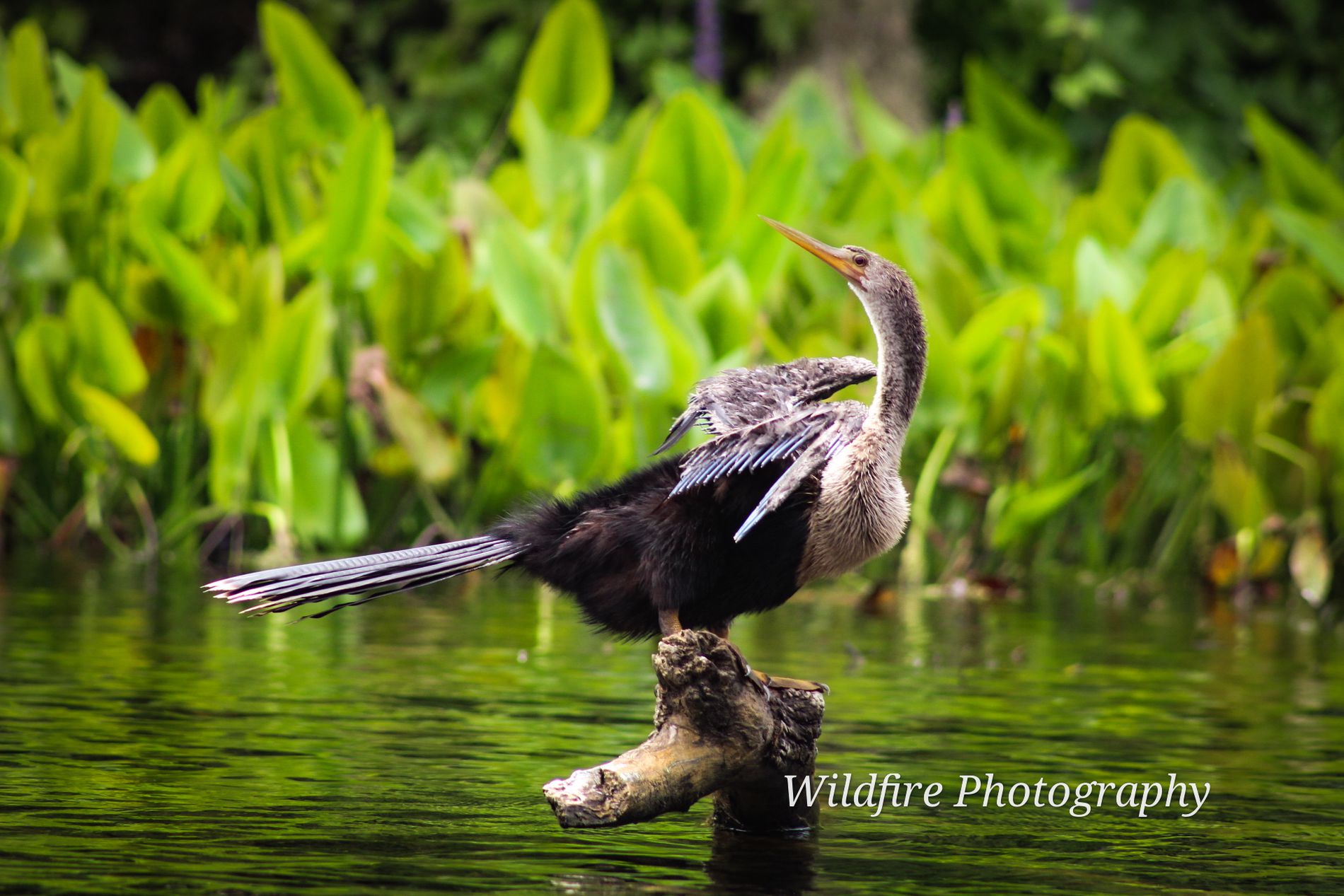 GuruShots - Nature March 2026