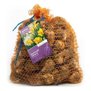 Mixed Variety Daffodil Bulbs 5kg