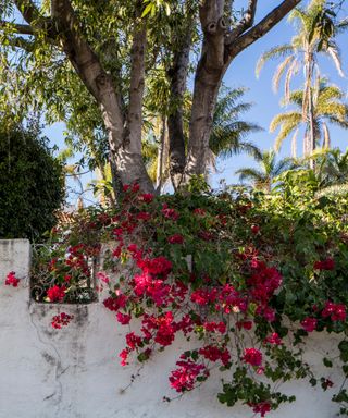 wall with red bougainvillea