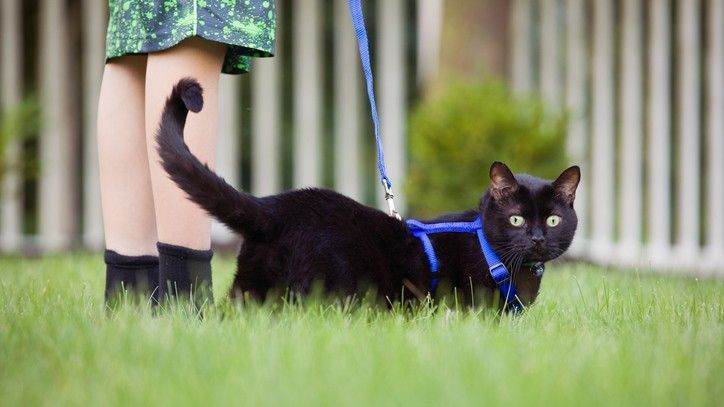 Three types of cat harnesses (and how to choose the best one) | PetsRadar