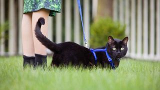 Black cat in the garden wearing a blue harness