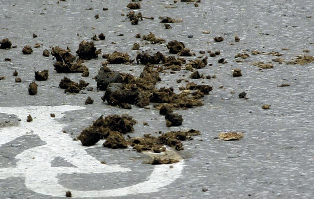 manure-1115729.jpg