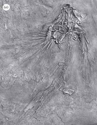 The flying fish (fossil specimen shown here) lived about 235 million to 242 million years ago in an ancient sea.