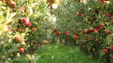 Ripe red apples on the trees in a sunny orchard 