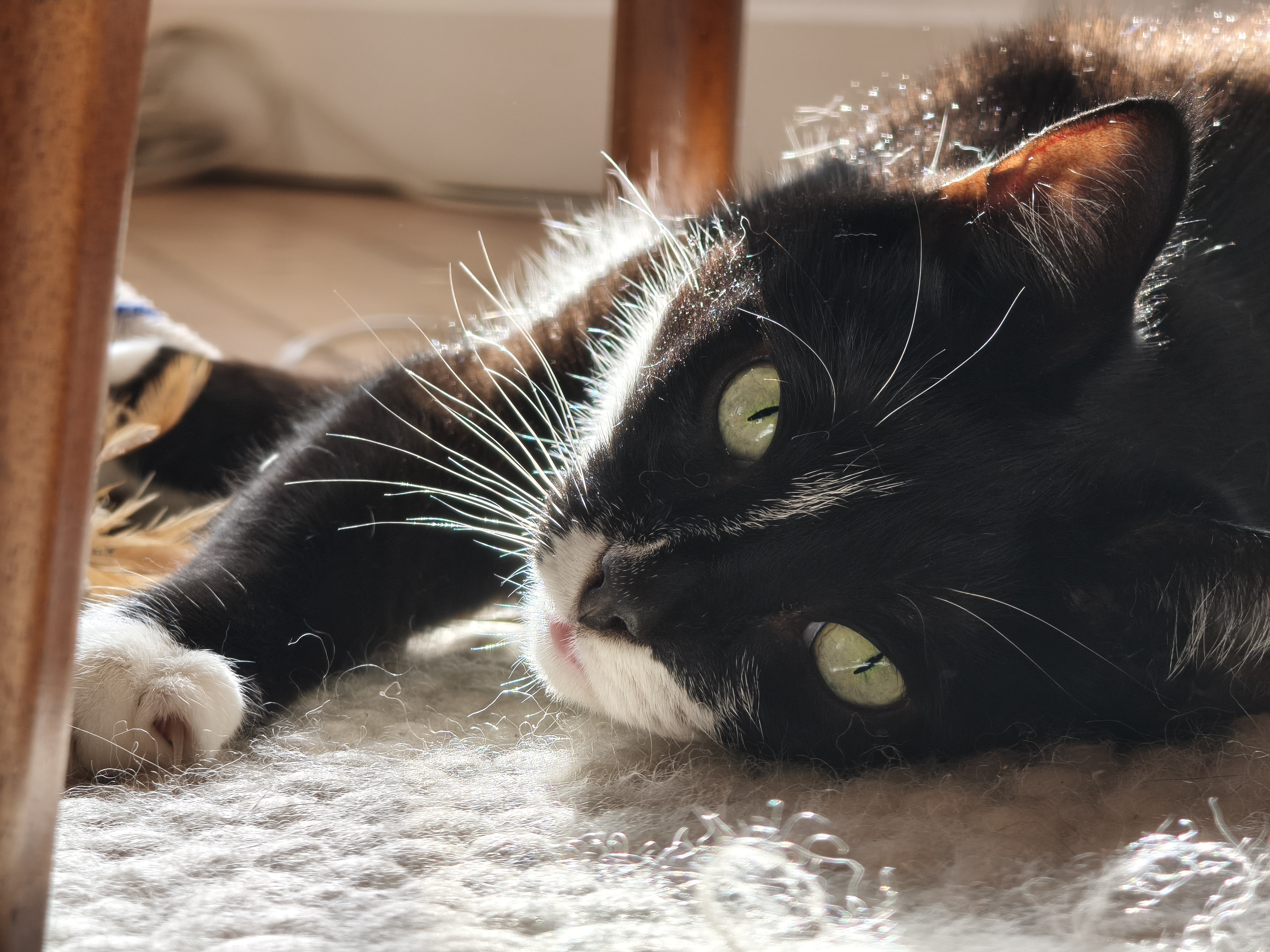 Xiaomi 15T Pro camera sample cat portrait mode 5x zoom
