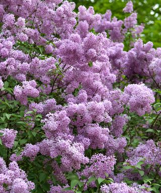 Chinese lilac, also known as Syringa chinensis