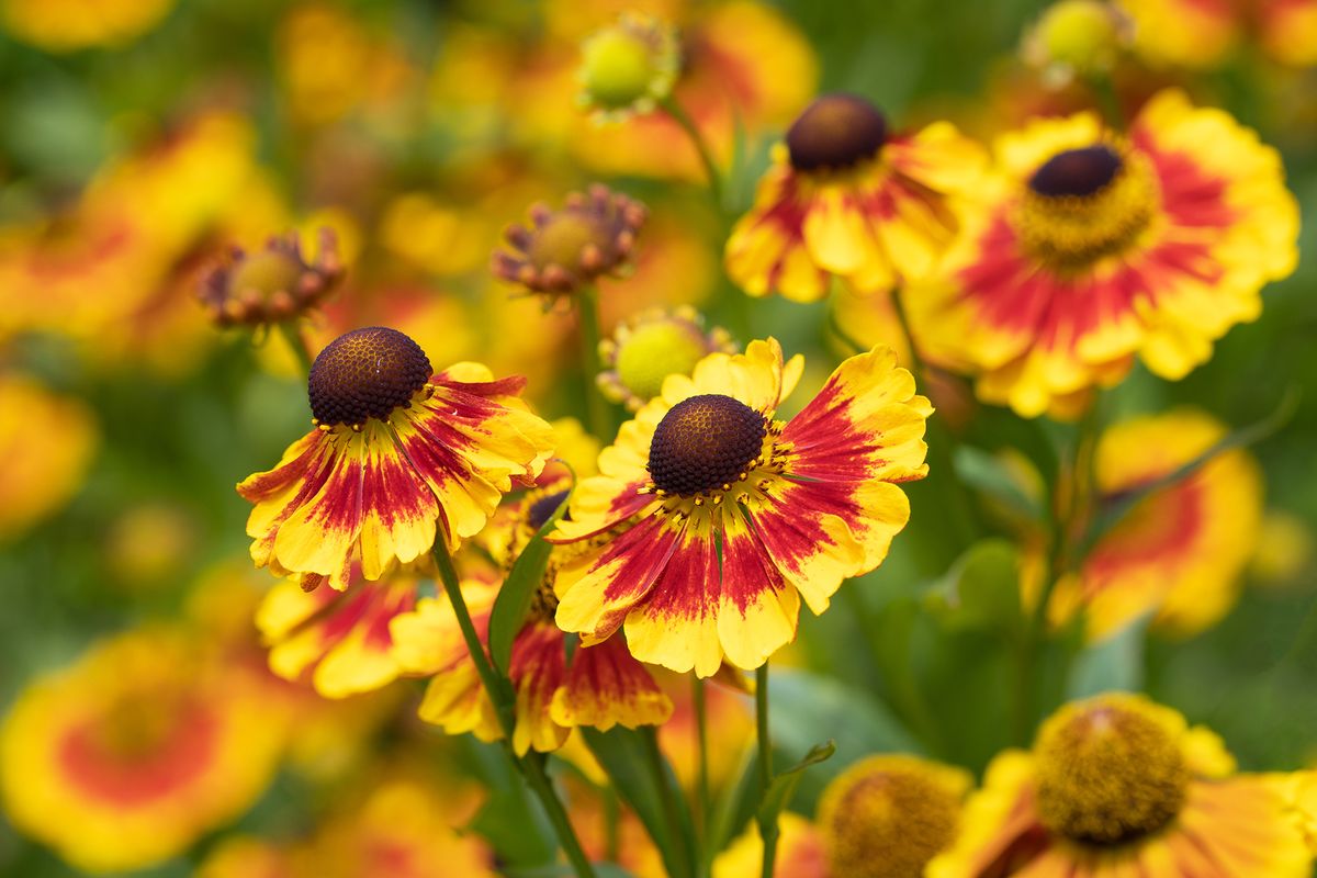 Fall flowers for pots: 10 ideas to add color and interest