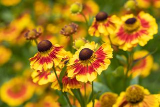 Yellow and red heleniums