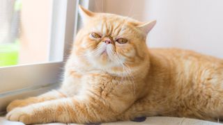 Exotic shorthair