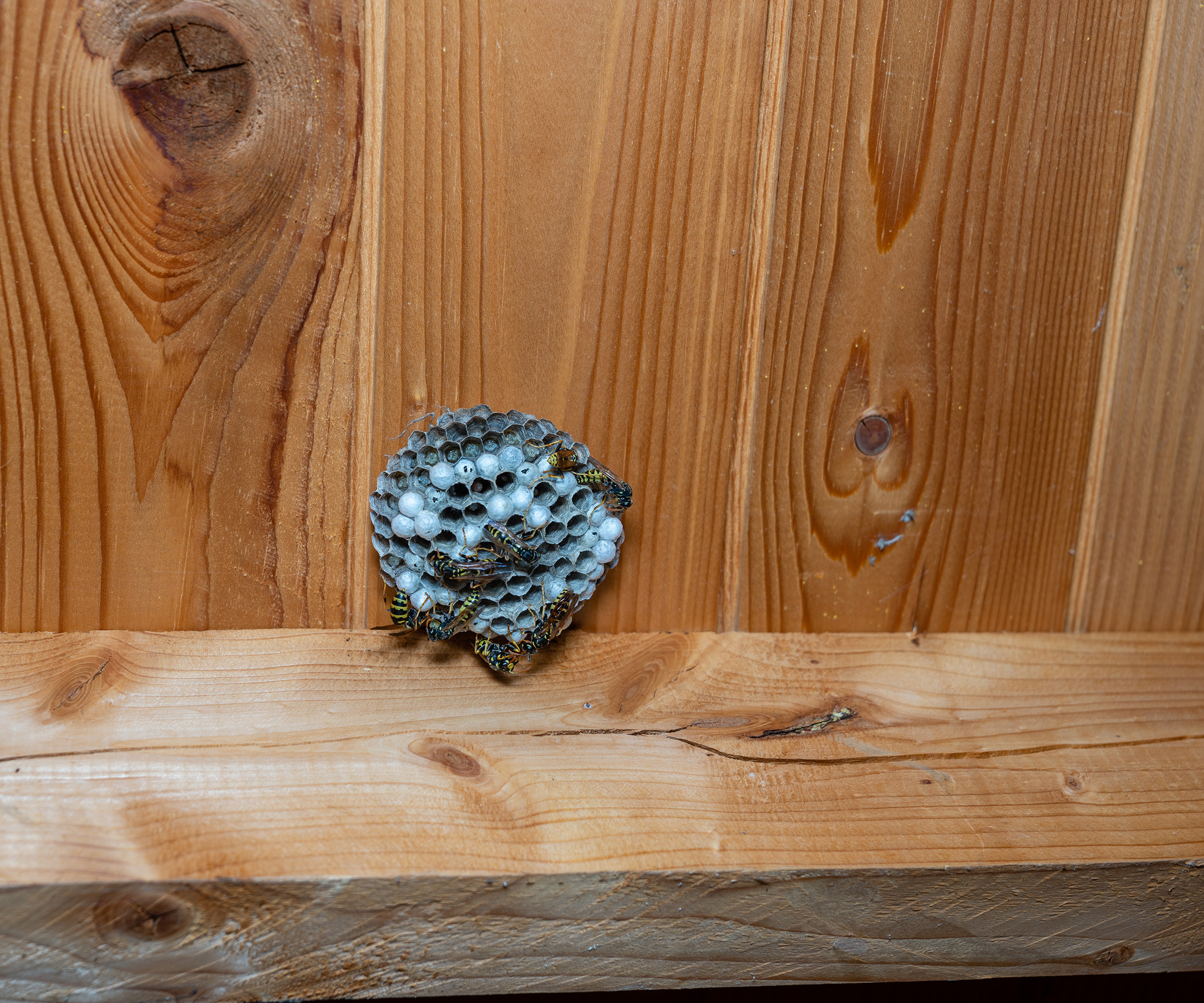 Wasps building a nest on the fence