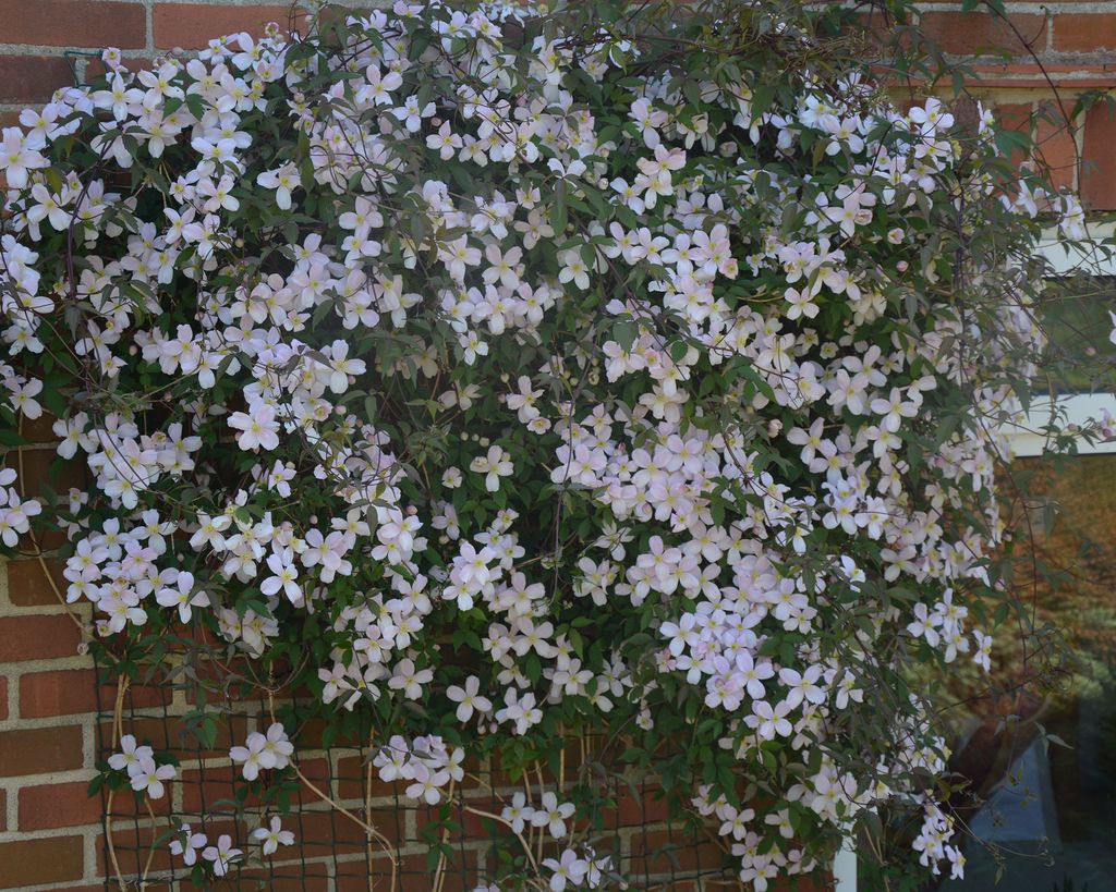 How to prune clematis follow our expert tips and enjoy more flowers