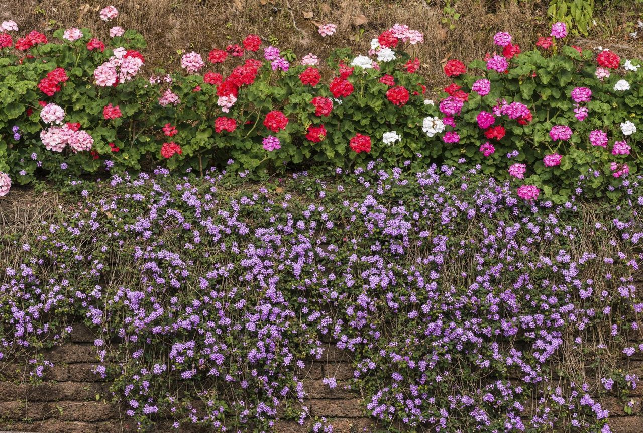 Flower Plants Covering Brick Wall