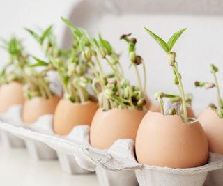 Seedlings growing in eggshells