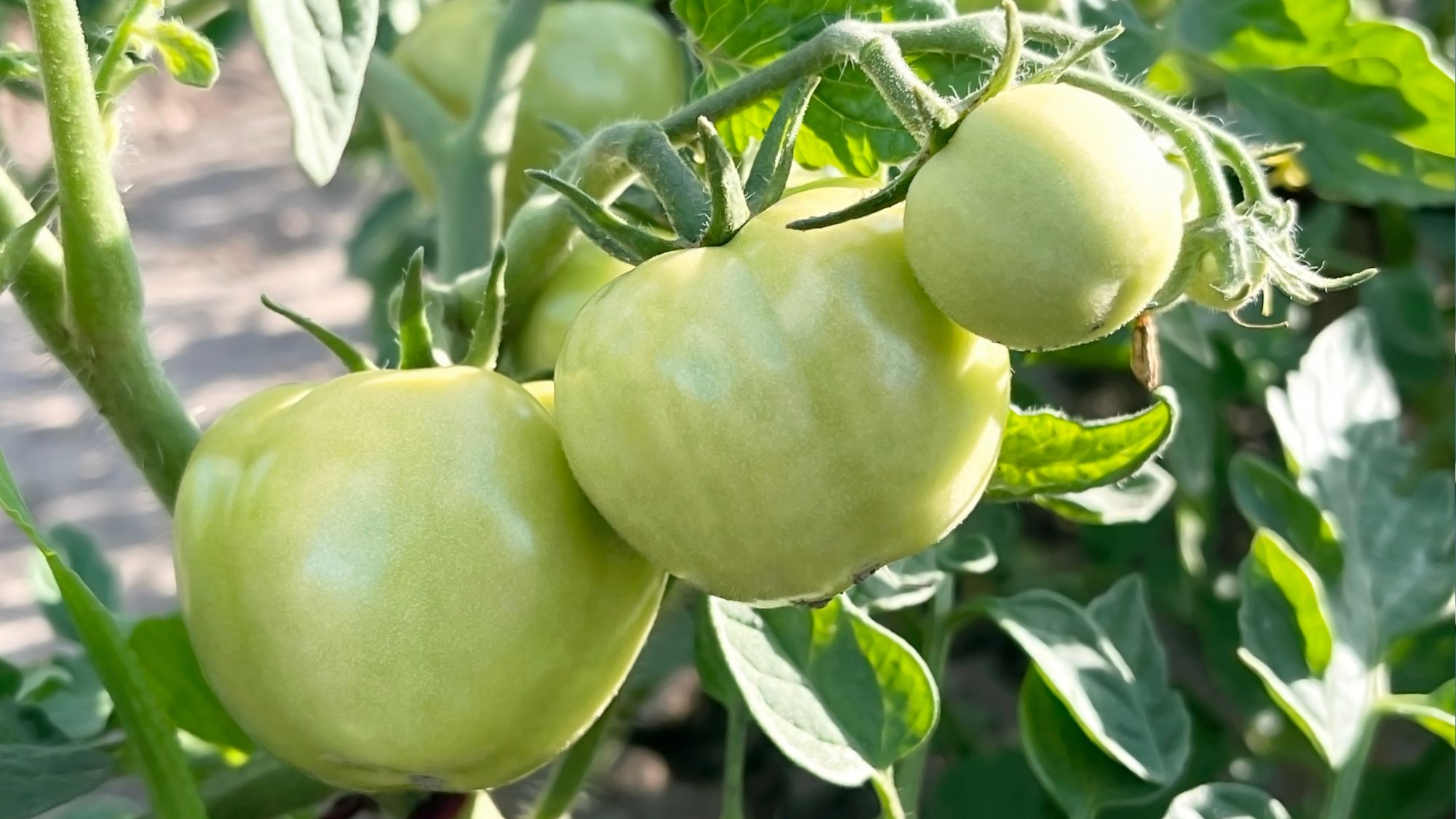 green unripe tomatoes hang on a tomato bush branch